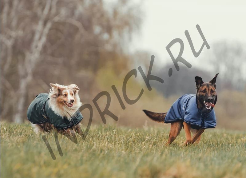 Утепленная непромокаемая попона для собак Back on Track Sunny зеленая