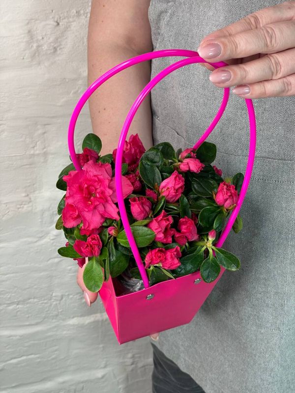 Азалия Микс Д-13/25