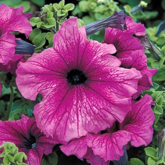 Петуния крупноцветковая (Petunia grandiflora F1) Tritunia Plum, 250 драже