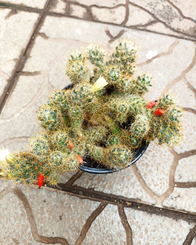 Кактус Маммиллярия Пролифера