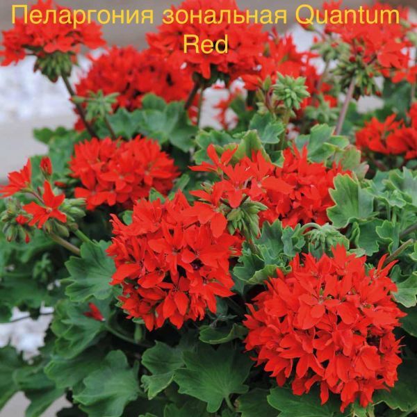 Пеларгония зональная Quantum Red