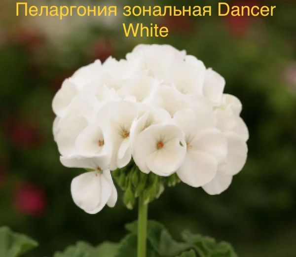 Пеларгония зональная Dancer White