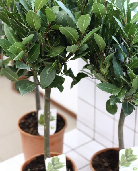 Laurus nobilis (Лавр благородный)