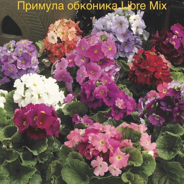 Примула обконика Libre Mix