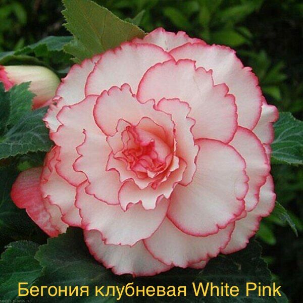 Бегония клубневая White Pink