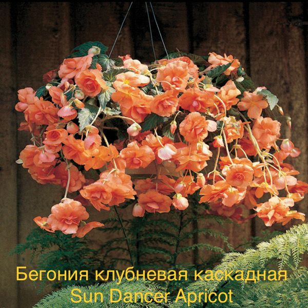 Бегония клубневая каскадная Sun Dancer Apricot