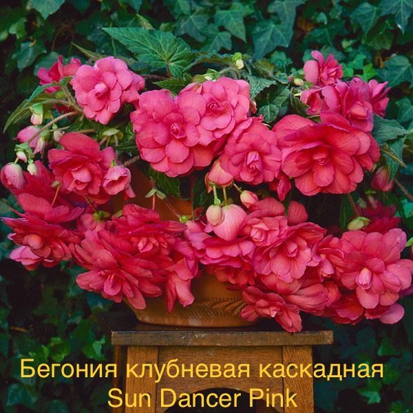 Бегония клубневая каскадная Sun Dancer Pink