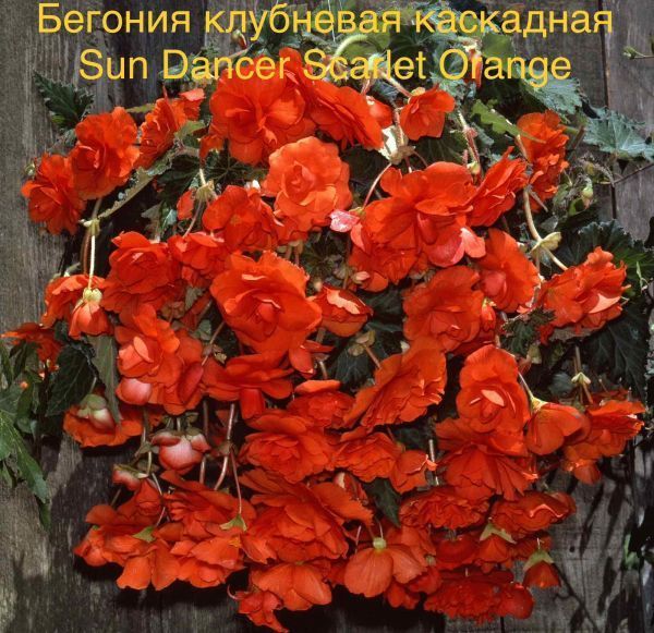 Бегония клубневая каскадная Sun Dancer Scarlet Orange