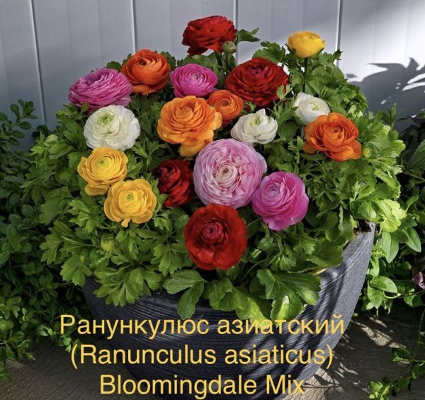 Ранункулюс азиатский (Ranunculus asiaticus) Bloomingdale Mix