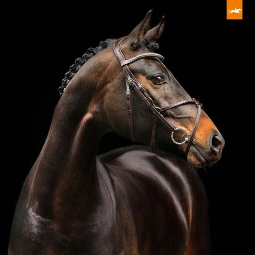 Оголовье трензельное (уздечка) Schockemohle Rio Select