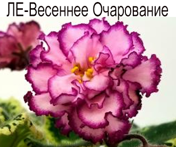 ЛЕ-Весеннее Очарование (Лебецкая)  НОВИНКА