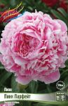 Pion-Pink-Parfejt-2-3n-1-sht