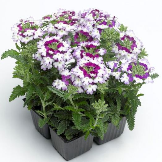 Вербена гибридная (Verbena hybrida) Obsession Twister Purple, 50 семян