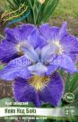 Iris-sibirskij-Kejp-Kod-Bojz-I-1-sht