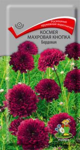 Семена Космея Махровая кнопка Бордовая  0,1гр