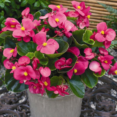 Бегония вечноцветущая зеленолистная Бада Бинг Роуз