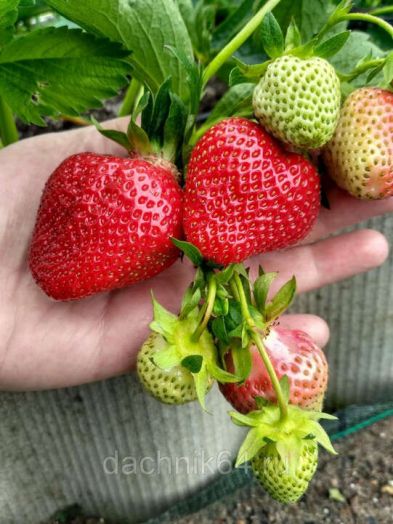 Земляника садовая Джоли