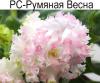 РС-Румяная Весна (Репкина)