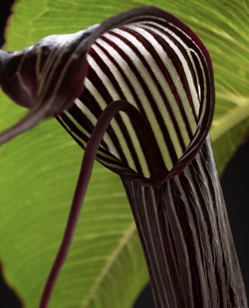 Arisaema COSTATUM или Аризема Ребристая