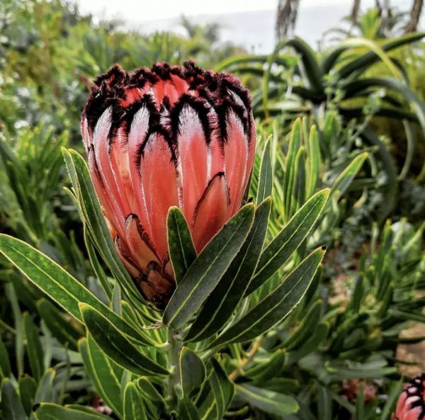 Protea NERIIFOLIA или Протея Олеандролистная