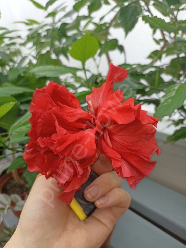 Гибискус "Китайская роза"