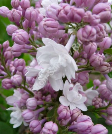 Сирень обыкновенная Красавица Москвы