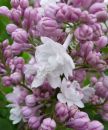 Сирень обыкновенная Красавица Москвы