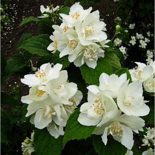 Чубушник Эльбрус