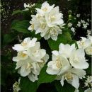 Чубушник Эльбрус