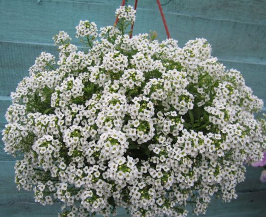 Алиссум ампельный