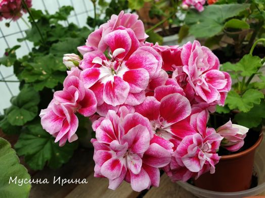 Ю_Домна Белотелова № 0355