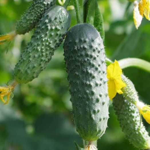 Огурец АНТИСИПАТОР F1, 250 семян