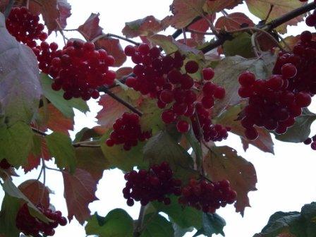 Калина плодовая