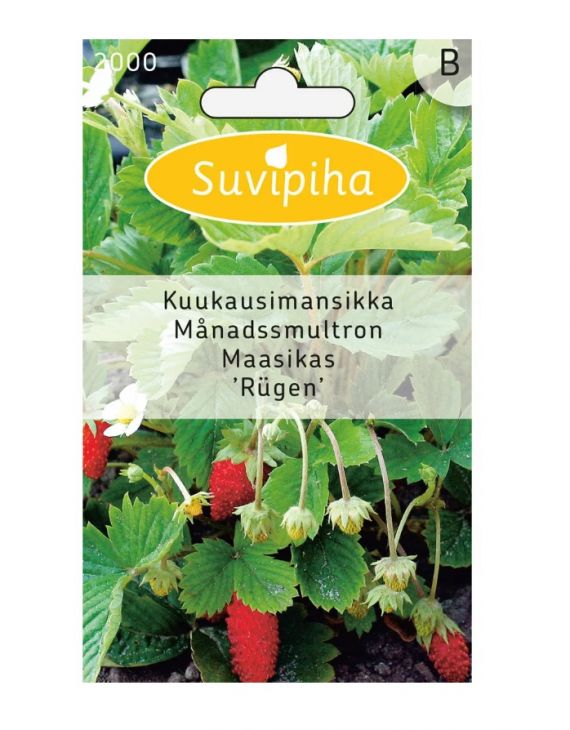 Suvipiha ЗЕМЛЯНИКА RUGEN 2000