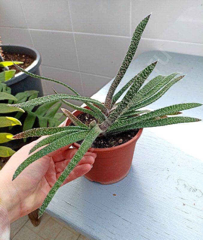 Гастерия Веррукоза (Gasteria VERRUCOSA)