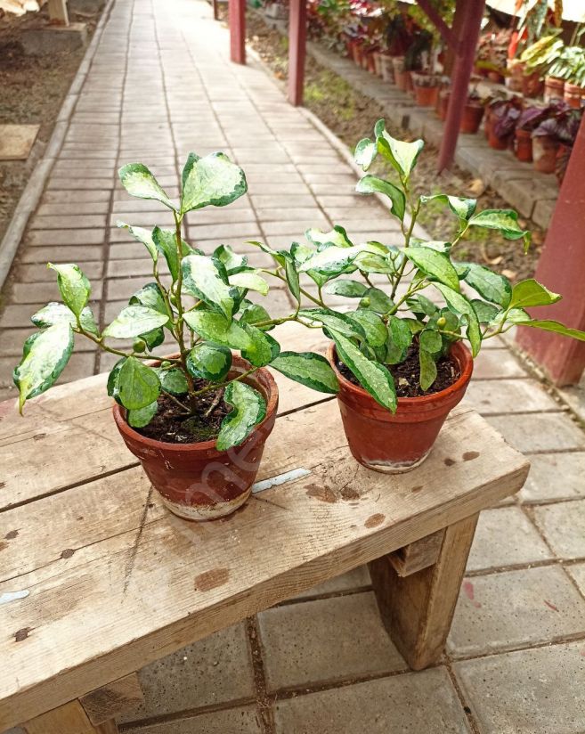 Фикус Диверсифолия вариегата (Ficus Diversifolia Variegata)