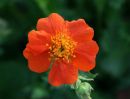 Гравилат красноцветковый Борисий (Geum coccineum Borisii)