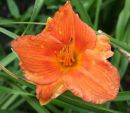 Лилейник гибридный Индиан Пэйнтбраш (Hemerocallis Indian Paintbrush)