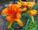 Лилейник Дабл Оранж (Hemerocallis Double Orange)