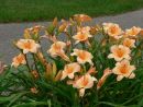 Лилейник Мини Перл (Hemerocallis hybrid Mini Pearl)