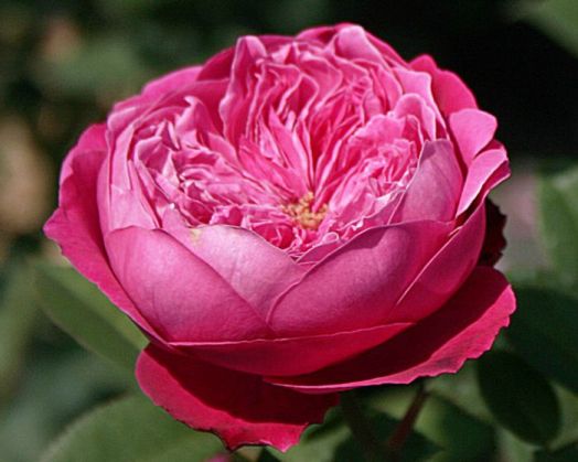 Роза чайно-гибридная Академия