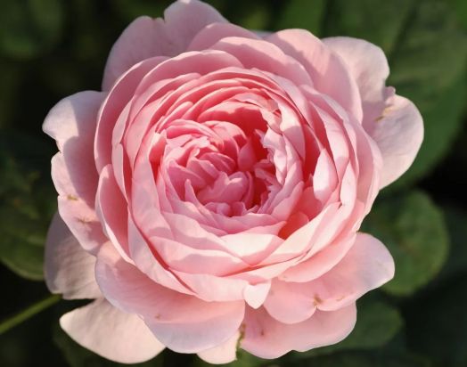 Роза английская Квин оф Свиден, Д.Остин