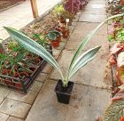 Сансевиерия Металлика Сильвер Сиам