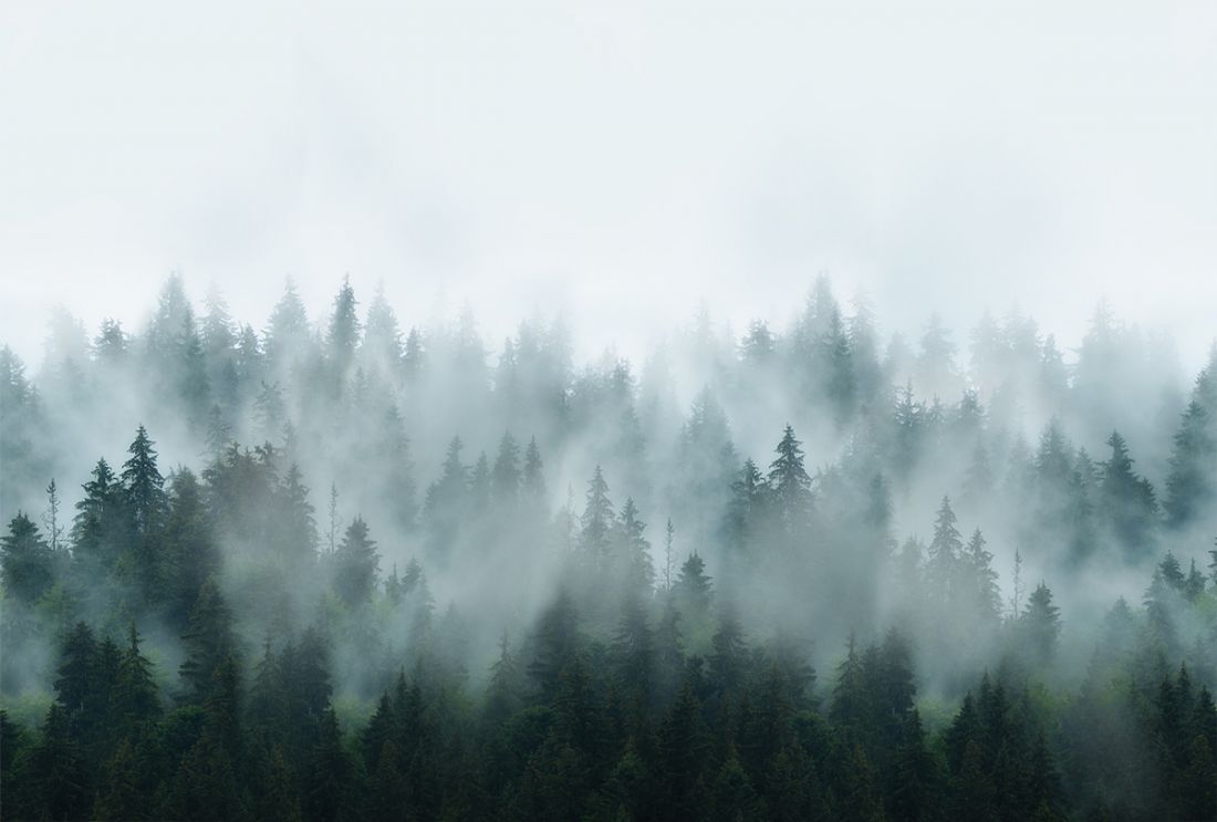 Foggy forest