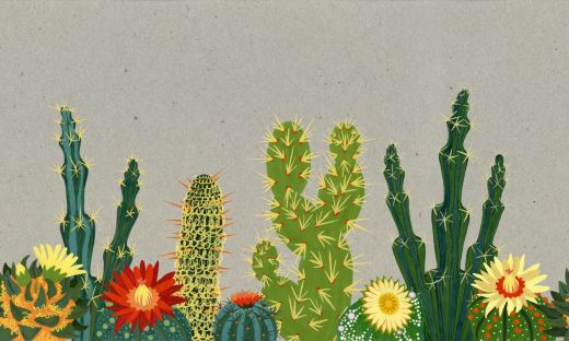 Cactus Family