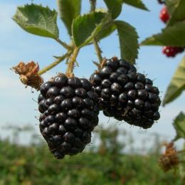 Саженцы Ежевики Вождь Джозеф (Cheif Jozeph)  купить в Нижнем Новгороде - Гарден Флора