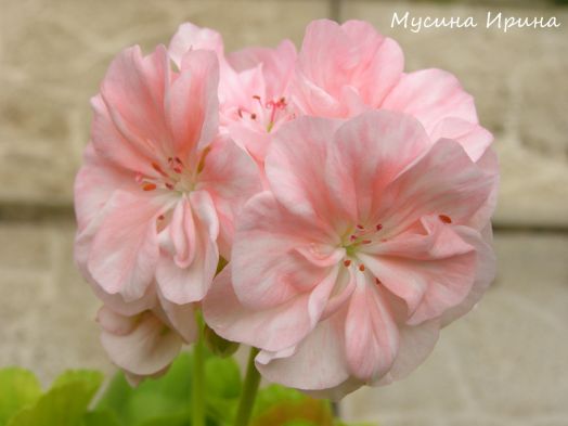 Almost Heaven № 0801