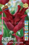 Tyulpan-ReD-DReSS-tip-quot-Pikcher-quot-koronovidnyj-11-12-1-sht