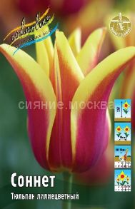 Тюльпан Соннет 11/12, 1 шт.