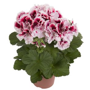 Пеларгония королевская Elegance Tony